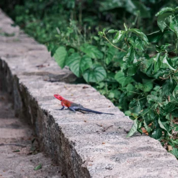 Saanane Island National Park