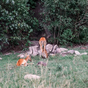 Saanane Island National Park