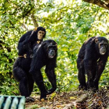 Chimpanzees at Gombe National Park