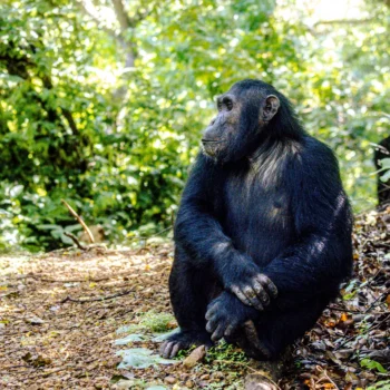Chimpanzee at Gombe National Park