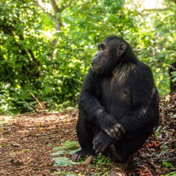 Chimpanzee at Gombe National Park