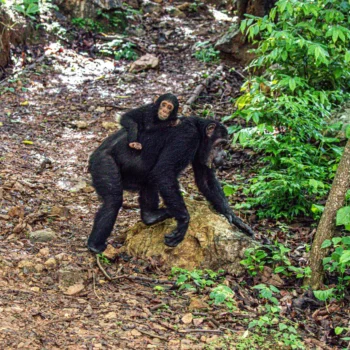 Chimpanzees at Gombe National Park