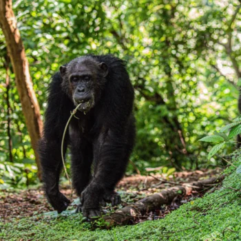 Chimpanzee at Gombe National Park