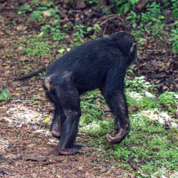 Chimpanzee at Gombe National Park