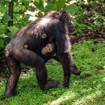 Chimpanzees at Gombe National Park