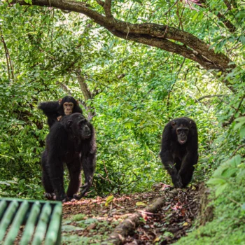 Chimpanzees at Gombe National Park