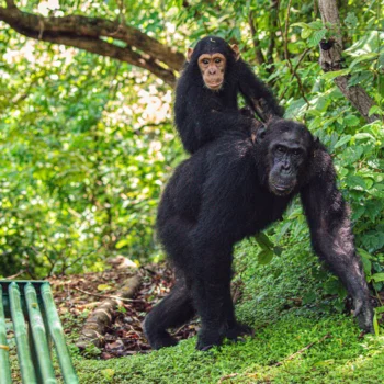 Chimpanzees at Gombe National Park
