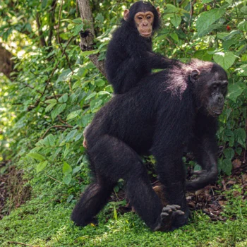 Chimpanzees at Gombe National Park