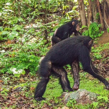 Chimpanzees at Gombe National Park