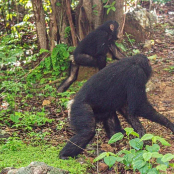 Chimpanzees at Gombe National Park