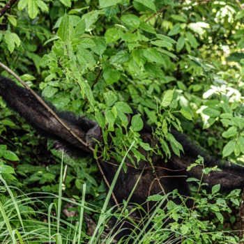 Chimpanzee at Gombe National Park