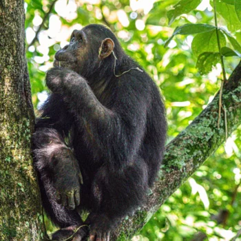 Chimpanzee at Gombe National Park