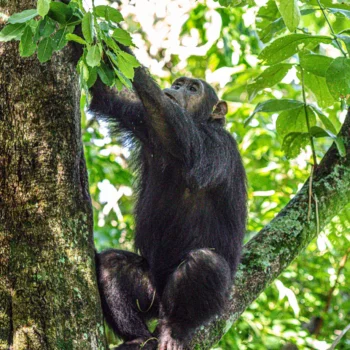 Chimpanzee at Gombe National Park
