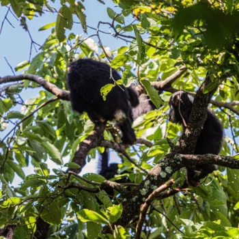 Chimpanzees at Gombe National Park