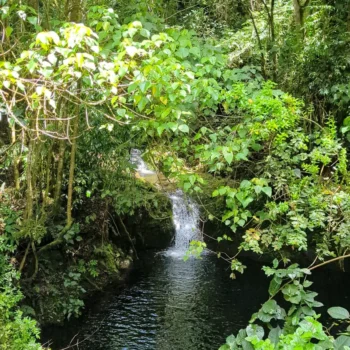 a river flowing through a forest