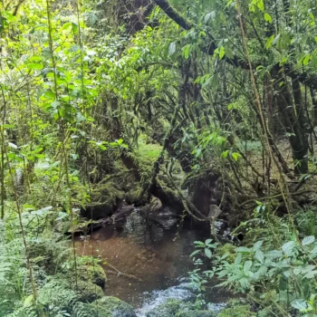 a stream in a forest