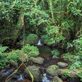 a stream in a forest