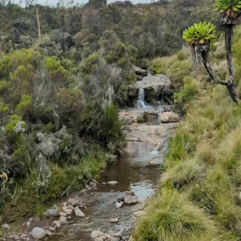 a stream running through a forest