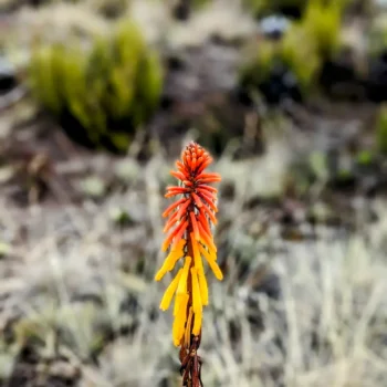 a close up of a flower