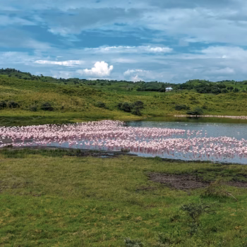 Birds at Momella Lakes
