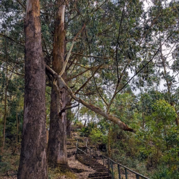 Magamba Nature Forest Reserve
