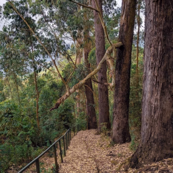 Magamba Nature Forest Reserve