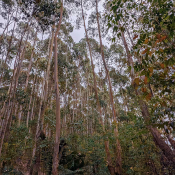 Magamba Nature Forest Reserve