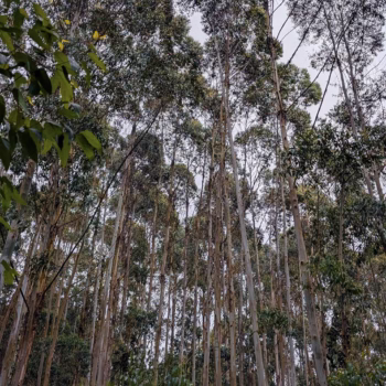 Magamba Nature Forest Reserve