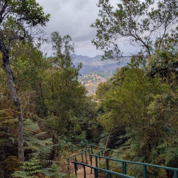 Magamba Nature Forest Reserve