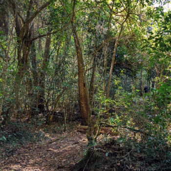 Magamba Nature Forest Reserve