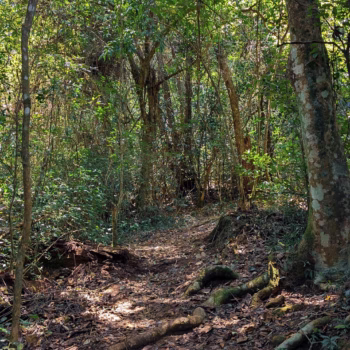 Magamba Nature Forest Reserve