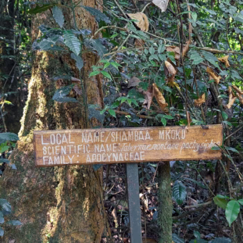 Magamba Nature Forest Reserve