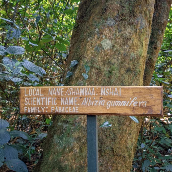 Magamba Nature Forest Reserve