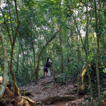 Magamba Nature Forest Reserve