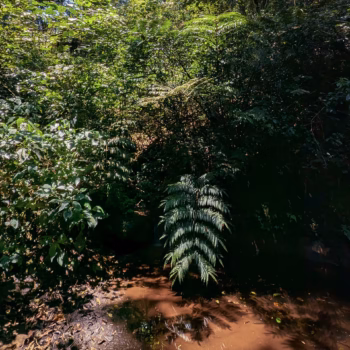 Magamba Nature Forest Reserve