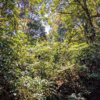 Magamba Nature Forest Reserve