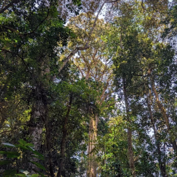 Magamba Nature Forest Reserve