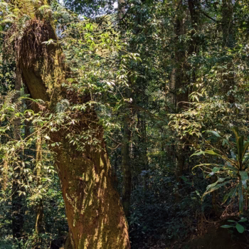 Magamba Nature Forest Reserve