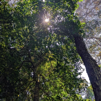 Magamba Nature Forest Reserve