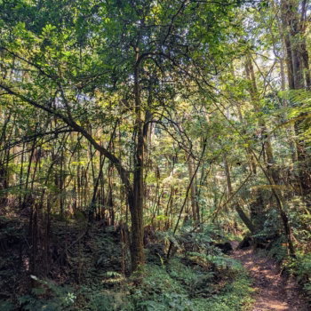 Magamba Nature Forest Reserve