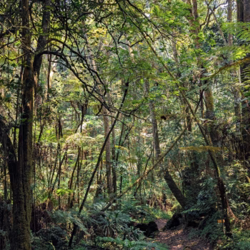 Magamba Nature Forest Reserve