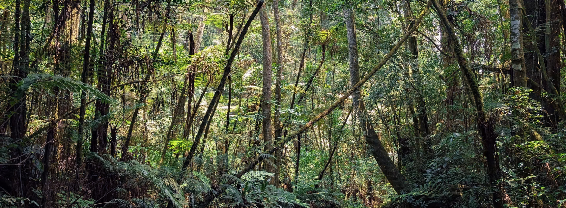 Magamba Nature Forest Reserve