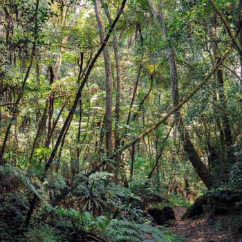 Magamba Nature Forest Reserve