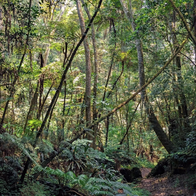 Magamba Nature Forest Reserve