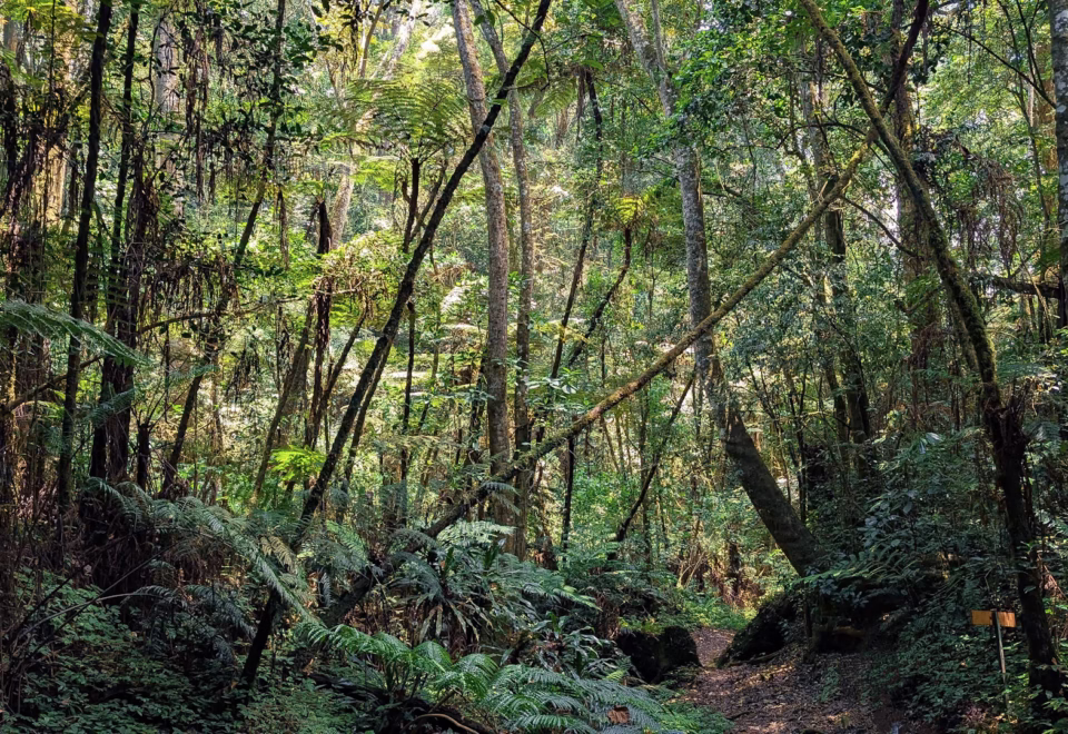 Magamba Nature Forest Reserve