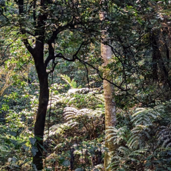 Magamba Nature Forest Reserve