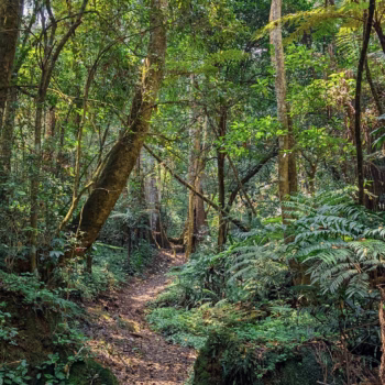 Magamba Nature Forest Reserve