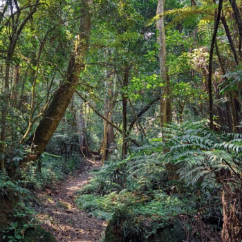 Magamba Nature Forest Reserve
