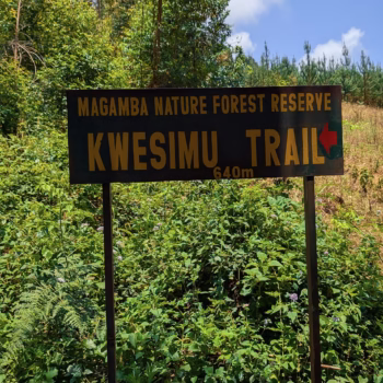 Magamba Nature Forest Reserve