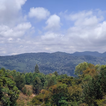 Magamba Nature Forest Reserve